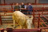 Champion Charolais_-6